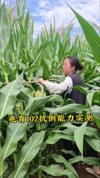 最近极端天气频发,玉米倒伏严重, 我们来见证一下兆育102的抗倒能力到底怎么样#真实分享种地 #玉米倒伏 #玉米种植 #兆育102