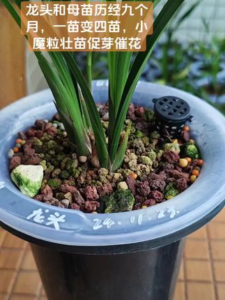 龙头和母苗历经九个月,一苗变四苗,小魔粒壮苗促芽催花#阳台养兰 #花肥谷控释肥 #兰花上剑专用 #小魔粒#兰花爆盆