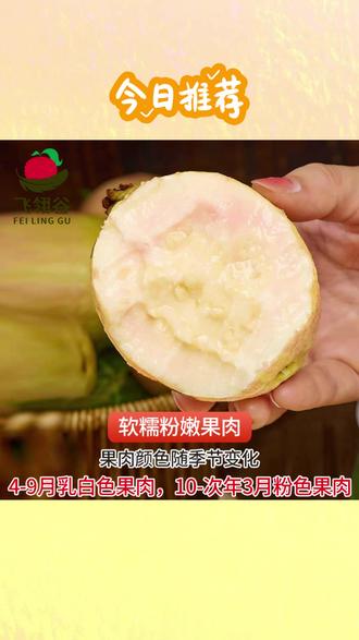 #胭脂红番石榴 #树上熟红心芭乐 #正宗增城番石榴 #软糯红心芭乐 #低糖胭脂红芭乐 【正宗增城】胭脂红番石榴鸡屎果树上熟红心芭乐软糯低糖顺丰包邮