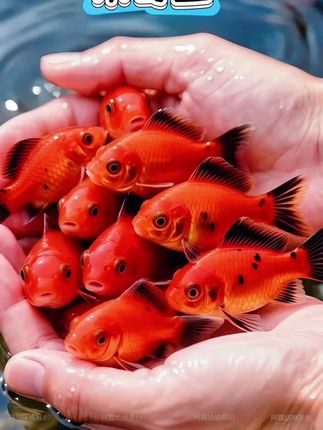 米奇鱼:水族箱里的“可爱担当”🐟, ,在灵动的水族小世界,米奇鱼绝对是治愈系担当✨ 圆滚滚的身子,拖着标志性“米奇头”花纹尾巴,游起来一扭一扭,像揣着满肚欢喜~, ,它们爱扎堆穿梭水草间,亮白、橙红的色彩,给静谧水境添活泼劲儿,哪怕和其他小鱼相处,也是慢悠悠的温柔派。不用费心照料,只要给点清水、阳光,就能把日子过成摇头摆尾的小美好,养上几尾,水族箱秒变治愈能量站,看着就忍不住嘴角上扬,烦恼全被这可爱“吞”掉啦~#米奇鱼#鱼缸里的大自然 #水族 #观赏鱼 #养鱼