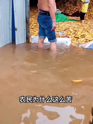 #我的乡村生活 #农民不易请珍惜每一粒粮食#晒玉米#大雨