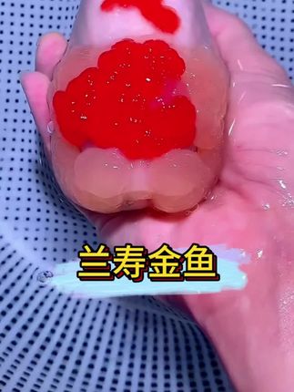 #兰寿金鱼 #兰寿 #金鱼 #养鱼日记 #养鱼养心 @抖加🔥上热门🔥dou+🔥热点宝