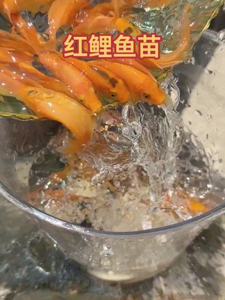 兴国红鲤,可食用可观赏,吃得杂,长得快,南北方都能养