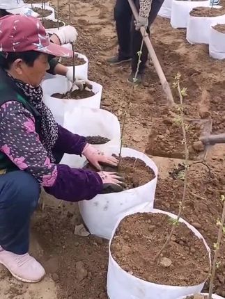 厂家直销加厚无纺布植树袋美植袋育苗袋营养钵控根器种植袋特大号#种植袋 #美植袋 #育苗袋 #植树袋 #育苗袋