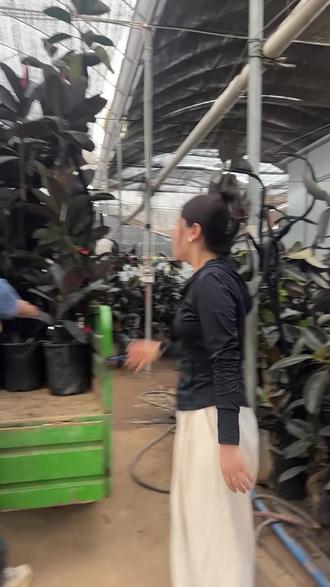 黑金刚当结婚礼物寓意很好,夫妻同心扎根生活,一年比一年茂盛 #花卉绿植 #室内盆栽 #大型绿植 #黑金刚橡皮树 #精品黑金刚橡皮树