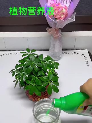 只要用它兑水浇花,再兑水喷洒叶子,就能让家里的植物长势茂盛。叶子绿油油,开花又大又多,它就是这款植物通用#营养液 ,爱养花的友友不要错过哈#养花小知识 #超便宜超划算 #好物推荐🔥 #植物通用营养液