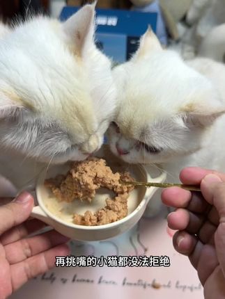 #无限回购的宝藏单品 鲜朗主食湿粮三件套,比单买划算好多,都是高鲜肉入料,猫咪营养又长肉!#萌宠好物 #鲜朗主食罐#鲜朗主食餐包 #养猫新手