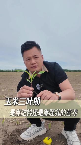 很多农户误以为三叶期补肥能促苗,其实这个阶段玉米靠胚乳养分存活,肥料基本不起作用。真正决定苗期长势的,是优质种子、科学底肥与规范播种。把前期基础做扎实,苗子自然长势喜人。
#玉米高产技巧 #田间管理 #玉米苗期#迪卡#靠谱农资