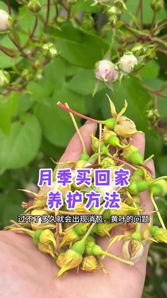 月季买回家怎么养才能不消苞,开花多 养月季很多人第一步就做错了,为什么你的月季买回家花苞打不开,消苞黄叶,原因在这里#月季养护 #养花小知识 #爱生活爱养花