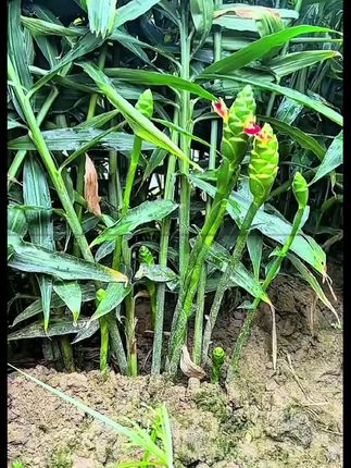 #太溪邦 生姜三至五颗苗后,防病提质增产,膨大控旺,减少姜瘟发生,就打三次姜溪望#生姜种植 #抖音助农