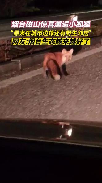 7月14日,山东烟台。烟台生态好了,“原住民”敢大胆露面了。 #烟台磁山 #狐狸
