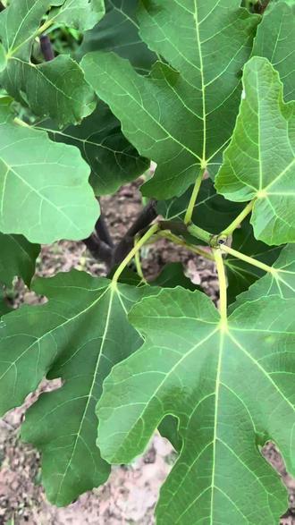 只要用一个笨方法就能快速出果芽#无花果种植 #无花果#家庭种植#无花果种植技巧#新农人