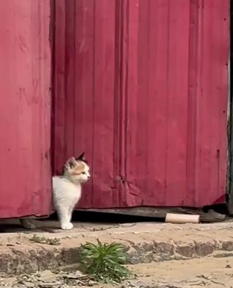 【猫妈:别动我娃的歪心思!
#萌宠解说#萌宠搞笑#关注我持续更新 #萌宠#猫咪