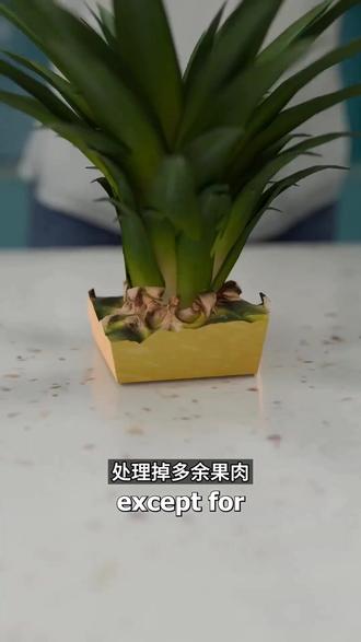 菠萝千万别扔!阳台种出菠萝园