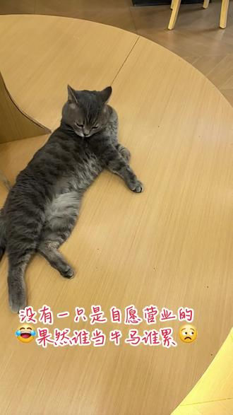 果然谁当牛马谁不高兴😒#猫咖