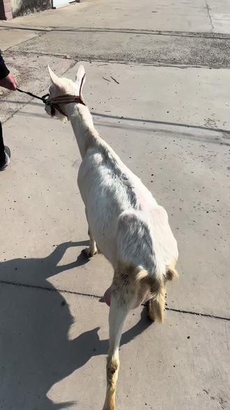 奶妈到了,小羊的日子也是好起来了