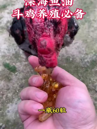 #斗鸡文化 #斗鸡养殖 #斗鸡文化 #斗鸡#斗鸡爱好者 @抖音小助手 @抖音创作小助手 @抖音创作灵感