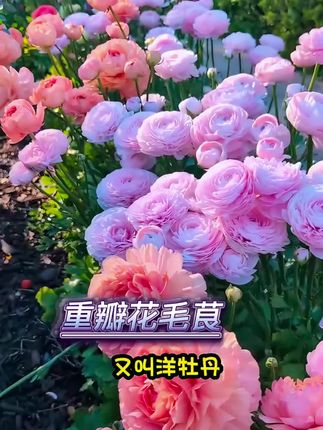 #花毛茛 开花鲜艳,气味清香,高贵典雅,栽种简单#爱生活爱养花 #花卉绿植 #洋牡丹 #鲜花