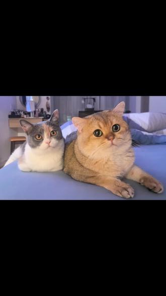 你相信小猫之间的爱情吗?#小猫咪的爱情 #我的毛孩子能治愈一切不快乐 #动物的爱情 #我把我的小猫养大了 #动物@dou+小助手