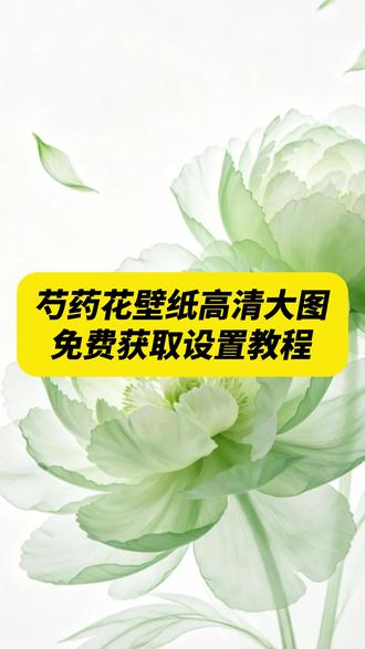 《午后精选》芍药花壁纸高清大图无水印免费获取教程来了 芍药花壁纸高清大图 芍药花壁纸 芍药花壁纸效果 芍药花壁纸更换 芍药壁纸寓意 芍药花壁纸招财 芍药花壁纸推荐 芍药花高清壁纸 芍药壁纸好处 壁纸 芍药花壁纸合集 芍药花壁纸大全 芍药花 #芍药花 #芍药花壁纸 #芍药花壁纸高清大图 #壁纸