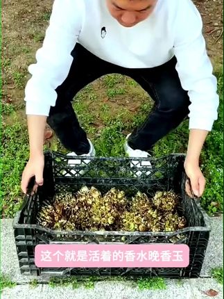 这种重瓣晚香玉种球种一次开花年年开花,而且种球越长越多 家里有阳台小院的空花盆的赶紧种起来吧!