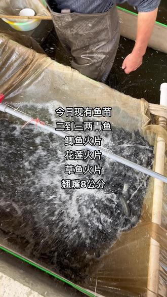 #鱼苗批发 新洲 汪集 王泗村村委会对面