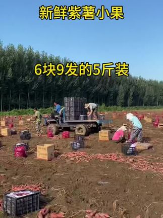 新鲜紫薯丰收