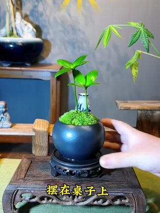 竹柏桌面微景观观叶茶桌瓶白发藓四叶草四季长青创意造景绿植#绿植 #造景绿植 #桌面绿植