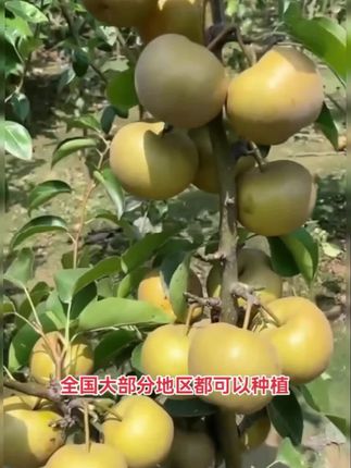 家人们!秋月梨树苗基地直发,新鲜得带着泥土香!这品种简直是“梨中巨无霸”,果子个头像拳头那么大,看着就过瘾~ 🍐 皮薄到能透光,咬一口直接爆汁,脆口爽甜还不涩,肉厚核小得能忽略,每一口都是纯纯的果肉暴击,老人小孩都爱到不行! 基地现挖现发,根系鲜活得很,南方北方都能种,不管是庭院地栽还是阳台盆栽,新手也能轻松驾驭。种上几棵,秋天收获满筐“甜蜜炮弹”,自家吃、送朋友都超有面~ #秋月梨 #口感特别好 #秋月梨树苗 #果树种植 #抖音助农 想实现秋月梨自由的,这波必须冲,手慢无!