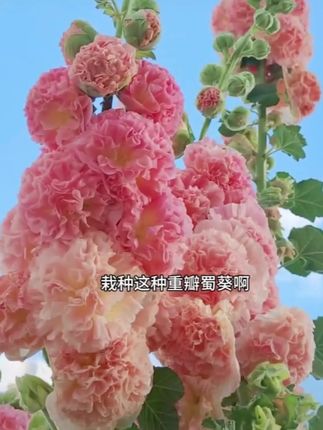 蜀葵花花期长,易存活,你家的蜀葵花开了吗?