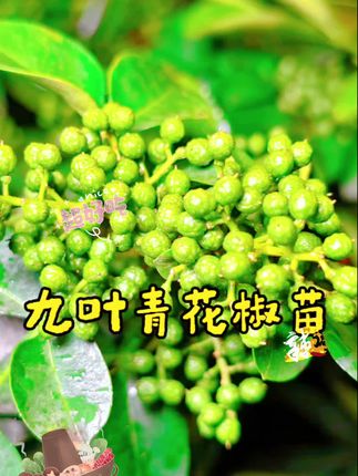 花椒苗它来了哟!#青花椒#江津青花椒 #抖音新农人 #我的乡村生活