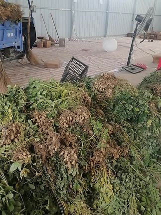炸爆老品种花生有运费险