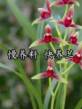 慢养料、快养花,你知道这句话的意思吗?#养兰#植料#兰花植料制作流程