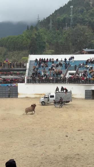 牛牛杀红眼啦,只有开车进来套住#斗牛 #斗牛视频