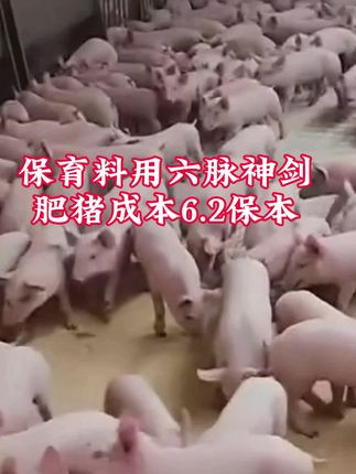 20斤-80斤小猪用这个六脉神健,降成本扛价比利润#养猪人 #猪价行情