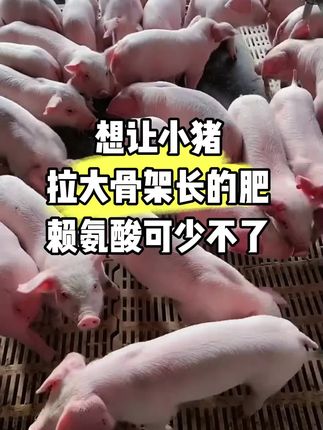 想让小猪拉大骨架长肥?赖氨酸可少不了#科学养猪#五维赖氨酸#小猪拉大骨架#三农