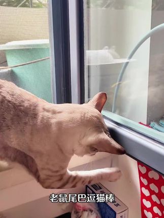 天啊,这么长的一个老鼠尾巴!其实是老鼠尾巴动猫棒。 #逗猫棒#萌宠好物#逗猫神器#养猫人#铲屎官的乐趣
