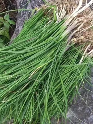 又到了吃野葱的季节#纯天然绿色食品 #大自然的馈赠 #山货 #土特产 #乡村的生活