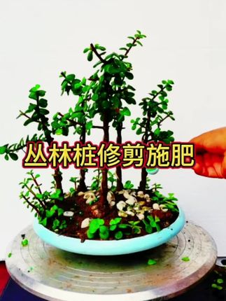 #通用型三元复合肥。#金枝玉叶盆景造型。#花卉绿植。