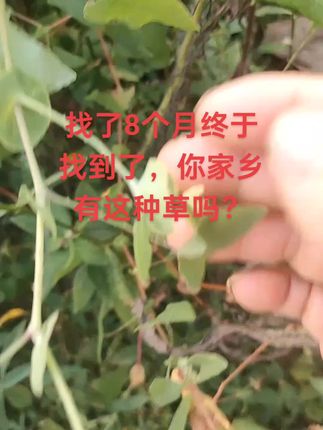 找了半个月终于找到了,你家乡有这种景物吗?大自然的馈赠,好物分享在小黄车橱窗