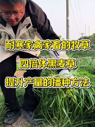 怎么样种植四倍体黑麦草产量才会更高?和固氮力强的毛苕子混播,土壤肥力更强黑麦草长势更旺,一起收割牧草蛋白营养更高,一举两得好种植。#高产牧草#四倍体黑麦草#混合播种#黑麦草种子