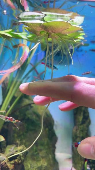 浮萍圆心萍水培绿植庭院办公室鱼虾龟缸鱼缸造景漂浮专用水草#水草 #浮萍 #鱼缸里的大自然 #双11十万个买什么