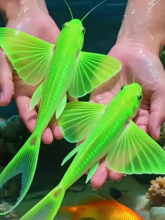 养了就不想换!蝶翼斑马鱼 谁懂啊!鱼缸放几条蝶翼斑马鱼,直接把“海底花园”搬回家! 它可不是普通斑马鱼——鱼鳍薄如蝉翼还带镭射光,游动像迷你蝴蝶翩跹,蓝透、红活、白萌,搭水草缸氛围感拉满,新手也能轻松养! • 不挑水质,常温存活,无需控温 • 吃得少不挑食,普通鱼粮就能养胖 • 性格温和不打架,超适合懒人 放书桌解压、给孩子做自然启蒙都合适!现在入手送新手养护手册,快给鱼缸添“会飞的小色彩”,手慢无好价! #蝶翼斑马鱼 #观赏鱼 #养鱼日记 #鱼缸里的大自然 #观赏鱼养殖