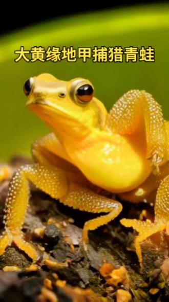 #神奇动物在抖音 #动物解说 #弱肉强食的动物世界 #原创 青蛙居然还成为了一种昆虫的食物