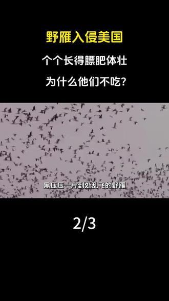 野雁入侵美国,个个长得膘肥体壮,为什么他们不吃?#科普 #涨知识 #野雁 #物种泛滥