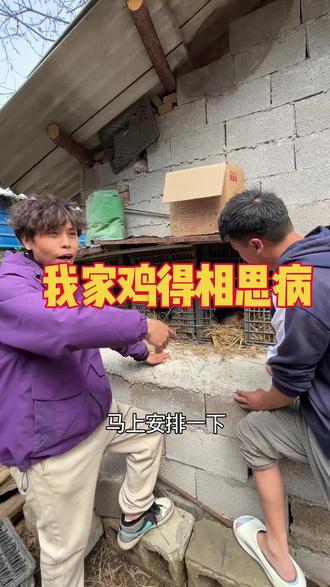 我家鸡得相思病,专家一出手我笑喷了!#搞笑视频 #搞笑段子 #记录每天努力干活的样子