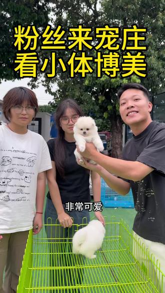粉丝来宠庄看博美,大家都来看一下,广州哪里有博美#博美 #博美幼犬 #广州博美 #广州买狗 #广州狗场