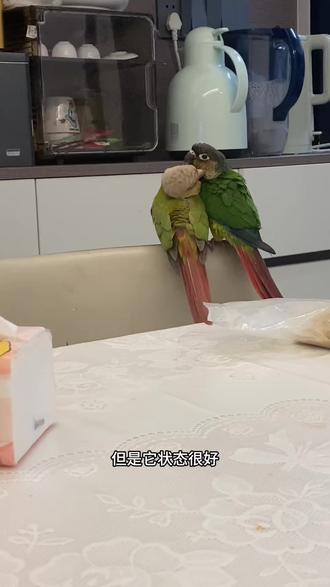 大神们,请问我家小鸡是不是有鼻炎啊?拿出保温箱就打喷嚏#鹦鹉 #手养鹦鹉 #鹦鹉日常