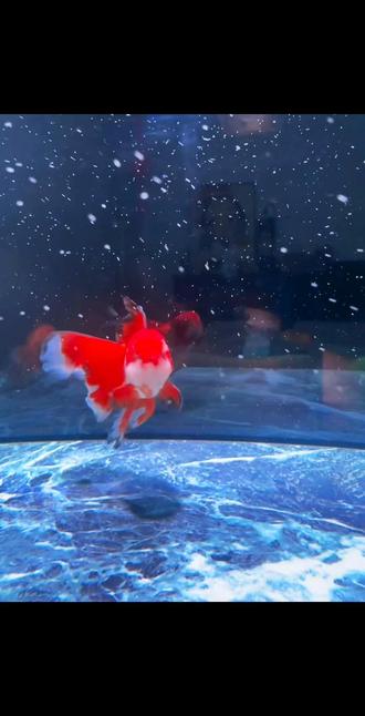 你们的鱼也变色吗?跟挖了煤似的,以后不会变成纯黑色吧!就喜欢这个鱼的百褶裙。#泰狮 #泰狮金鱼 #兰寿金鱼 #观赏鱼 #养鱼计划