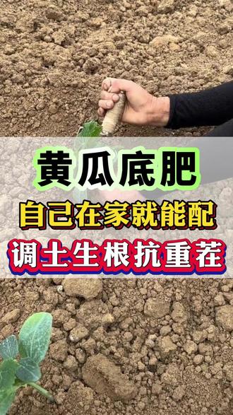 黄瓜种之前底肥,自己在家就能配,调土生根抗重茬,增产丰收。 #黄瓜种植 #黄瓜移栽 #黄瓜底肥宝 #黄瓜高产 #黄瓜种植技术